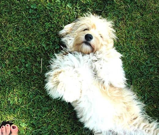 Shaggy dog lying on his back in the grass expecting a belly rub.