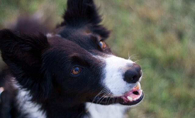 Smiling black and white Border Collie looking up