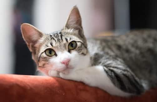 חתול מתרווח על גב הספה