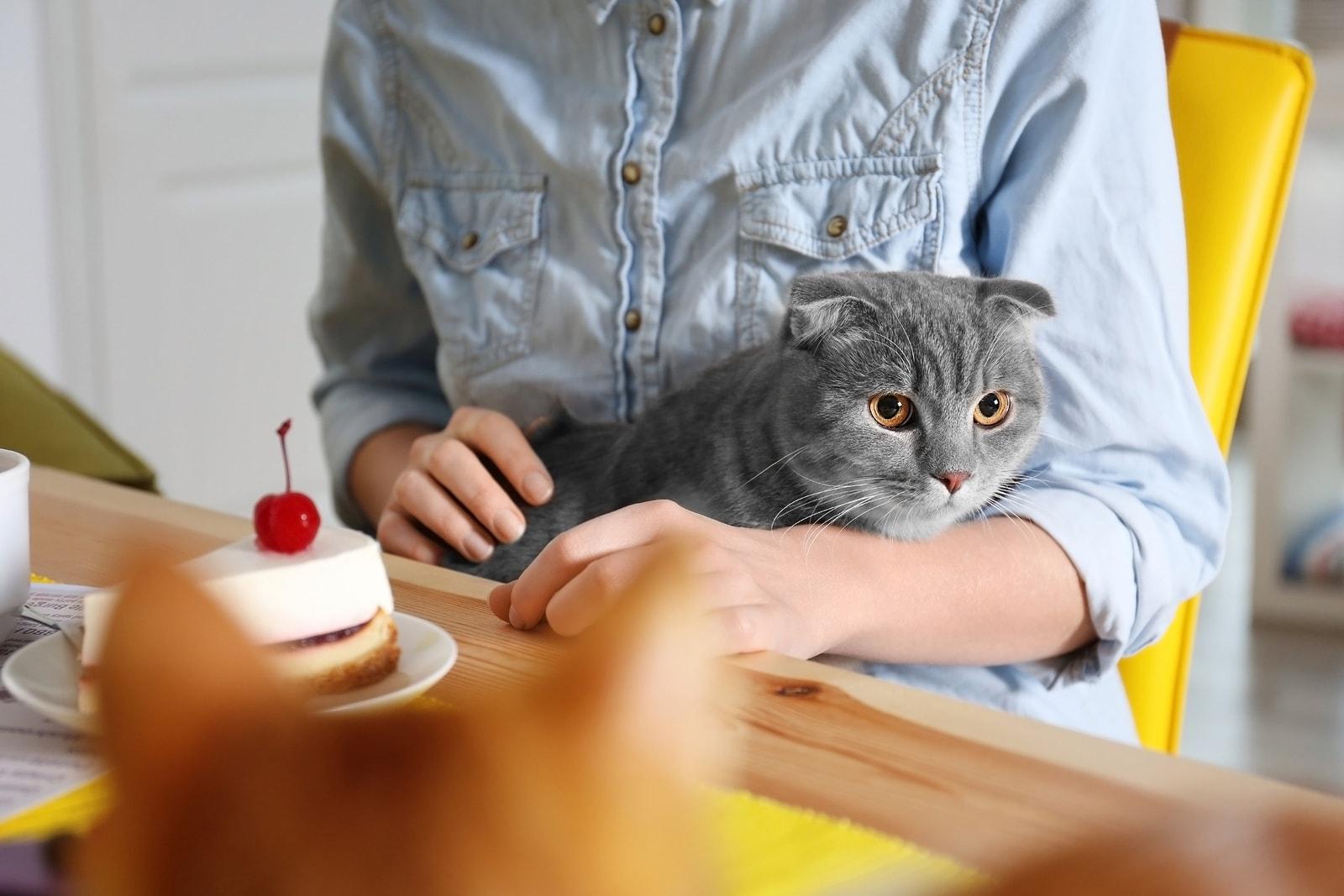 Gray cat sitting in woman's lap in a blue denim shirt sitting at a table with cheesecake on it.