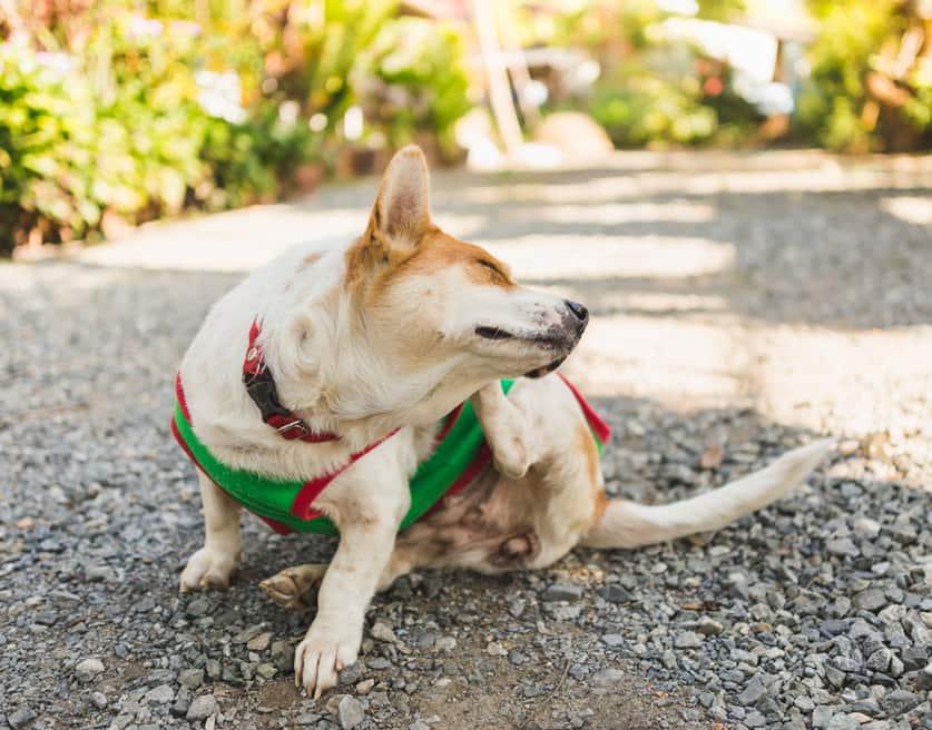 קורגי-בסוודר-ירוק-מגרד-את-אוזנו-SW קורגי בסוודר ירוק מגרד באוזן.