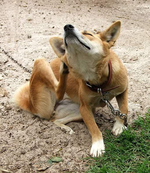 כלב-מתגרד-עם-רצועה-SW כלב כתום יושב בחוץ עם רצועה ומתגרד.