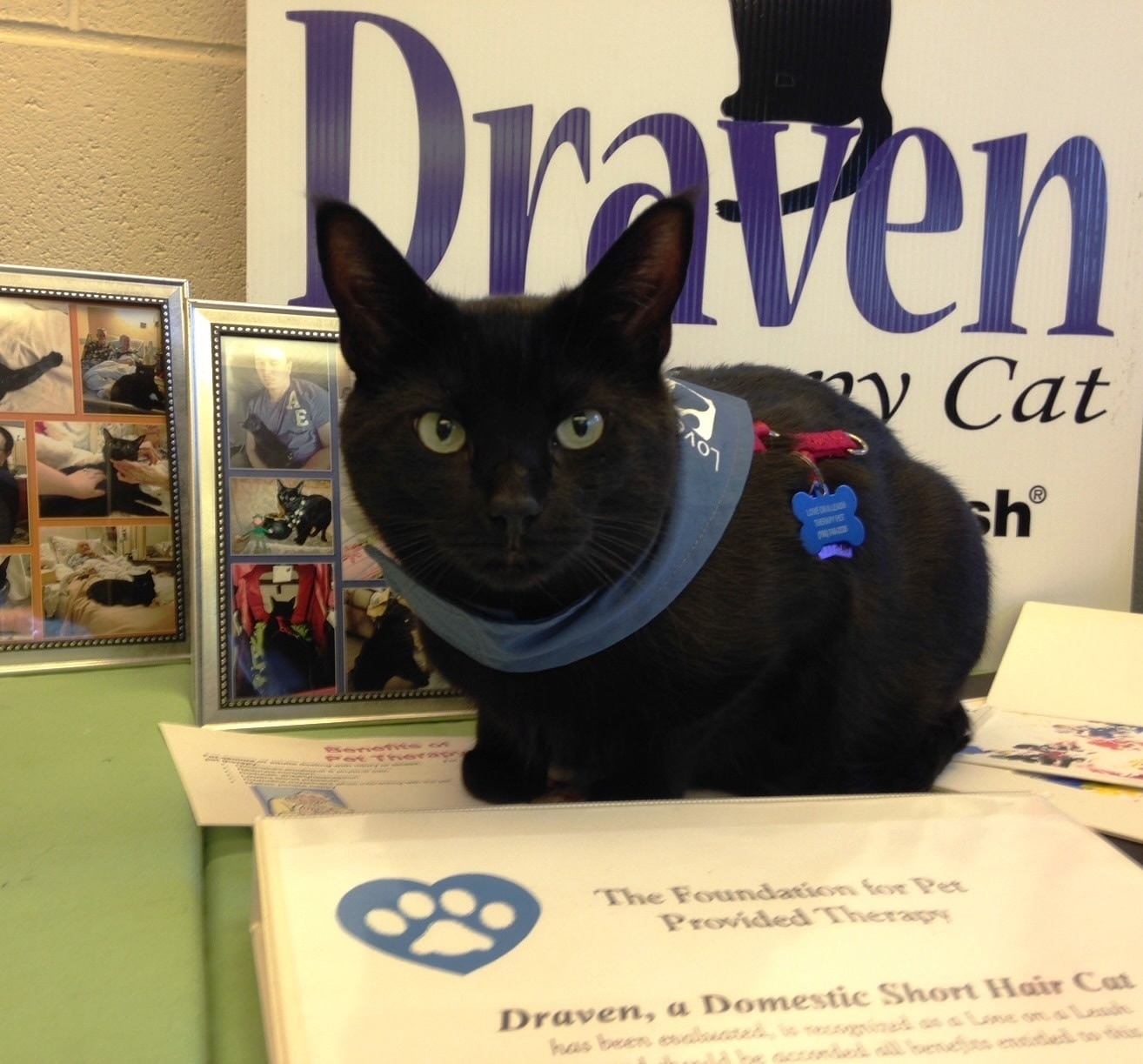Draven the pet therapy cat sits in front of booth.