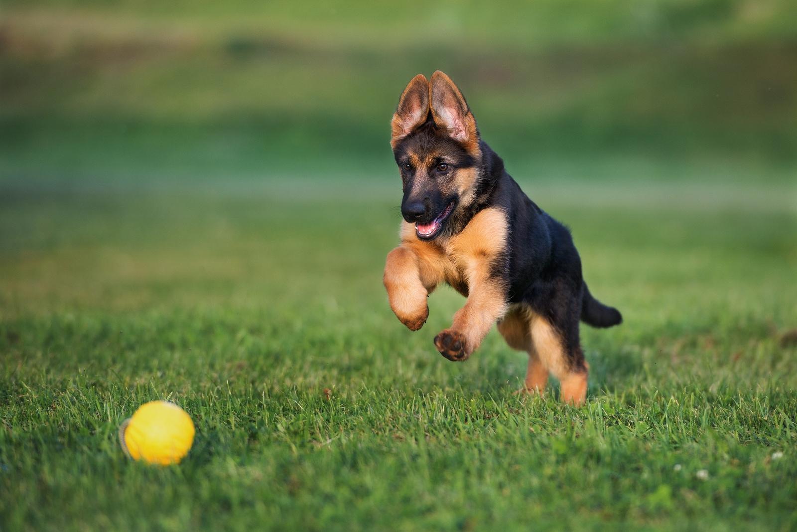 German shepherd puppy playing with a ball outdoors