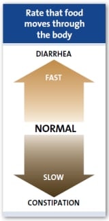 הקצב שהמזון עובר בגוף