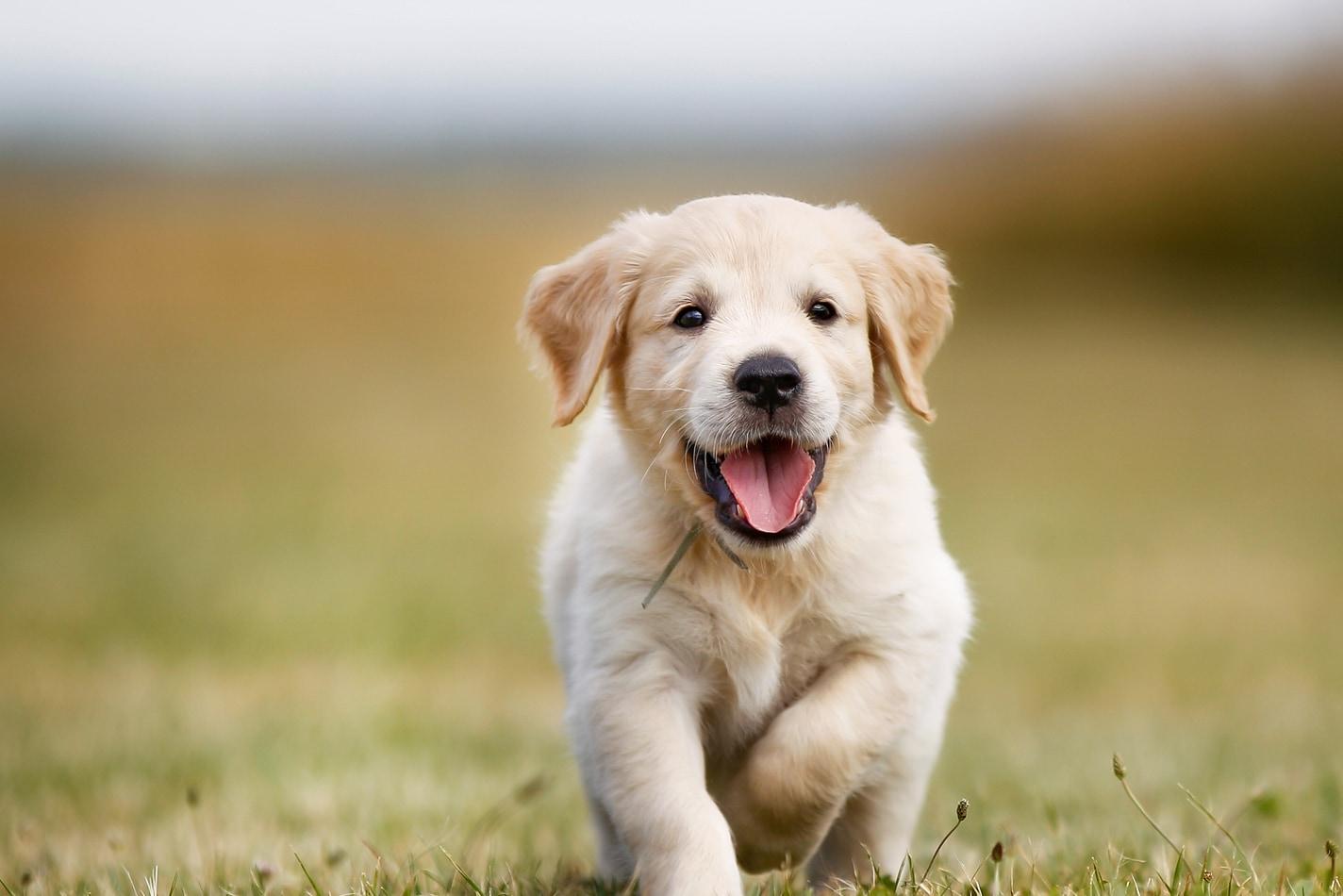 golden-retriever-puppy-running-outside Golden retriever puppy with smile on face runs outside.