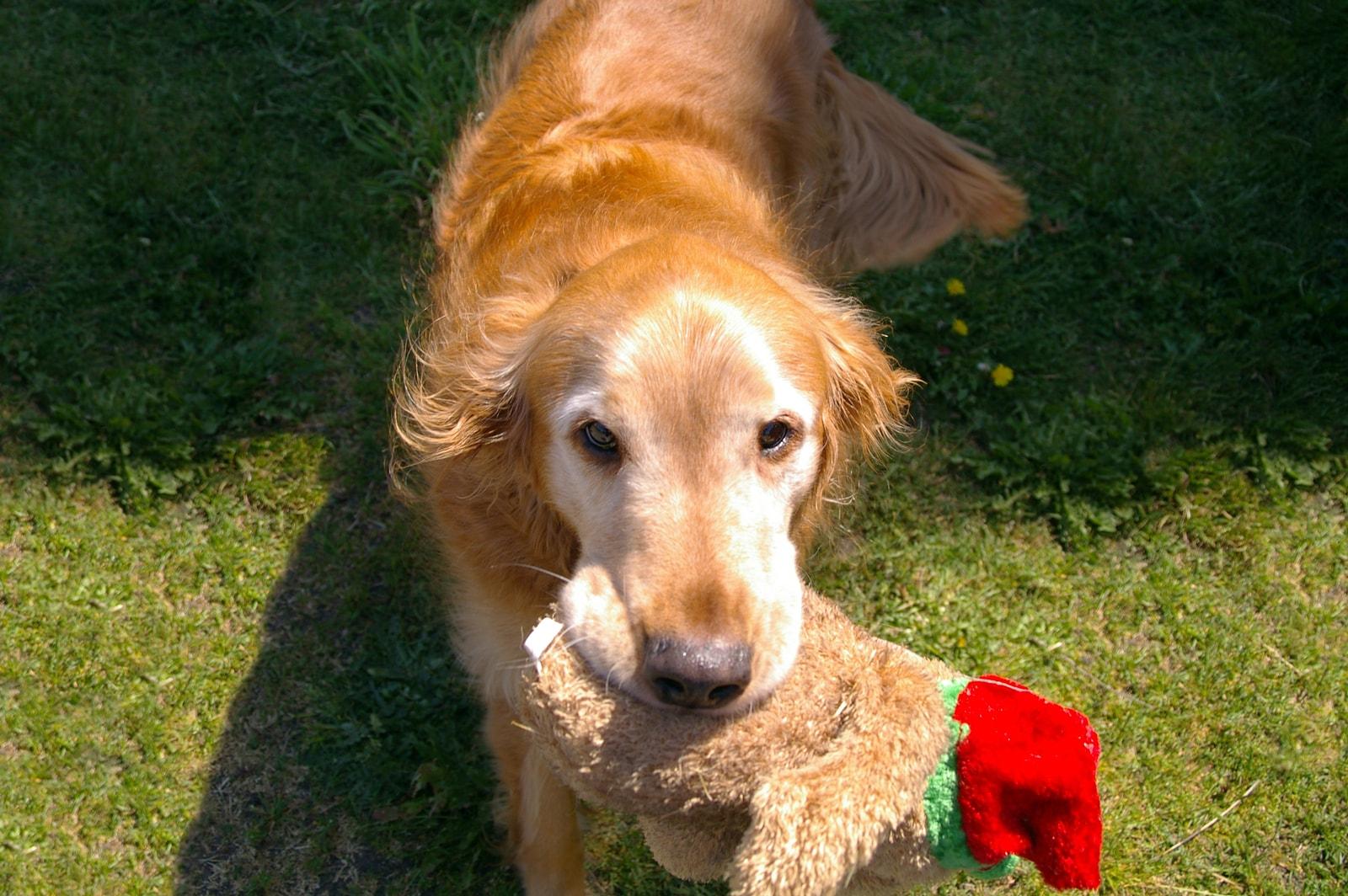 Older golden retriever with a stuffed animal in its mouth outside.