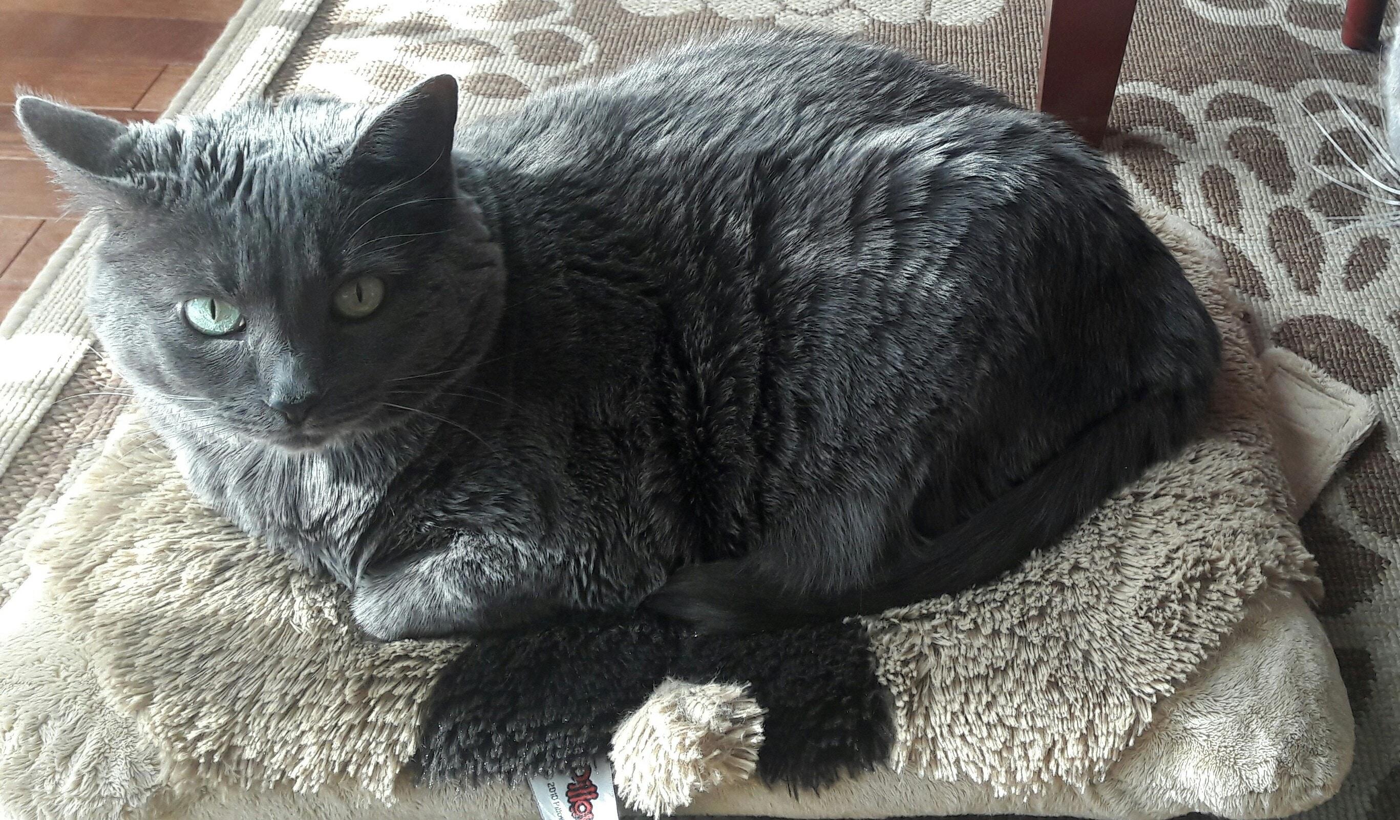 Gray cat resting on a stuffed dog pillow.