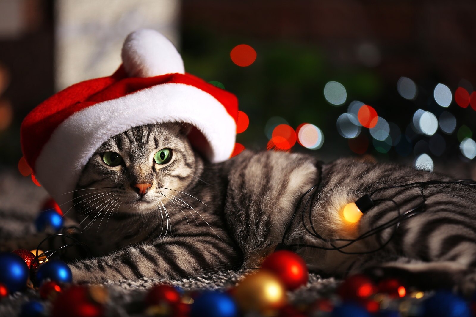 Gray and black striped tabby with Santa hat on lies in middle of Christmas lights.