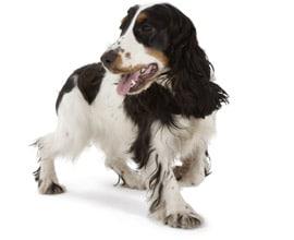 גור כלבים בריא