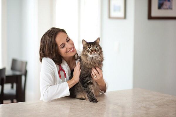 Use these preventative cat care tips to help save you money and avoid unnecessary trips to the vet.
