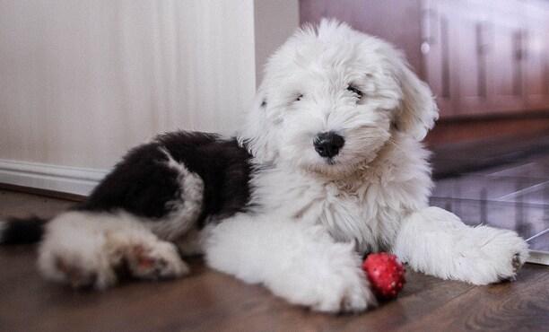 old-english-sheepdog-puppy Old English Sheepdog puppy sitting on floor with a red ball