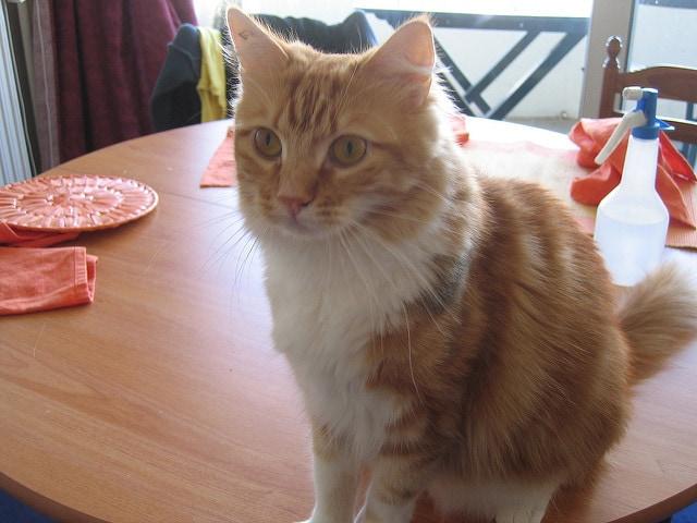 orange cat sitting on kitchen table