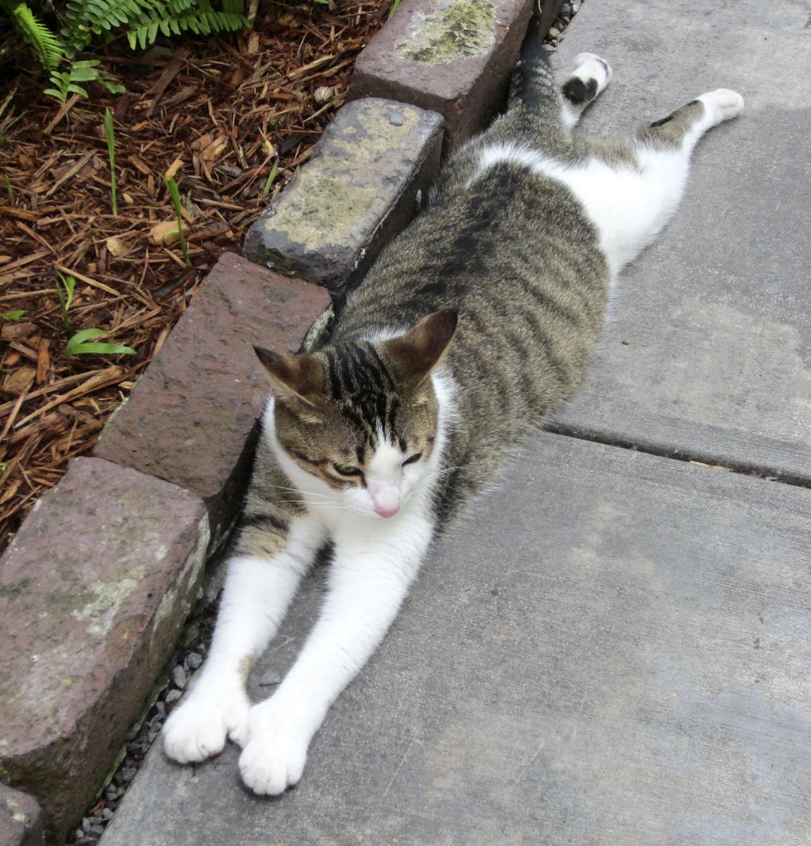 polydactyl-cat-stretching polydactyl gray and white cat stretching on the concrete