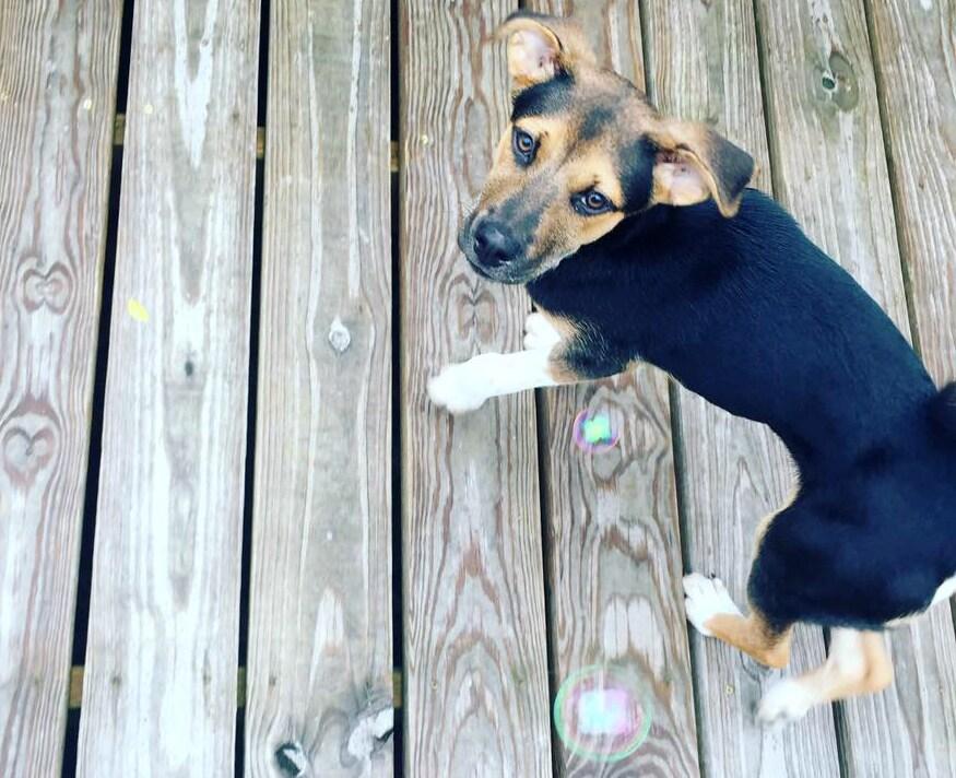 Brown and black puppy on a deck looking up.