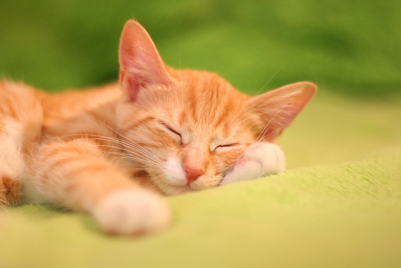 Small orange tabby kitten sleeps on a green blanket.