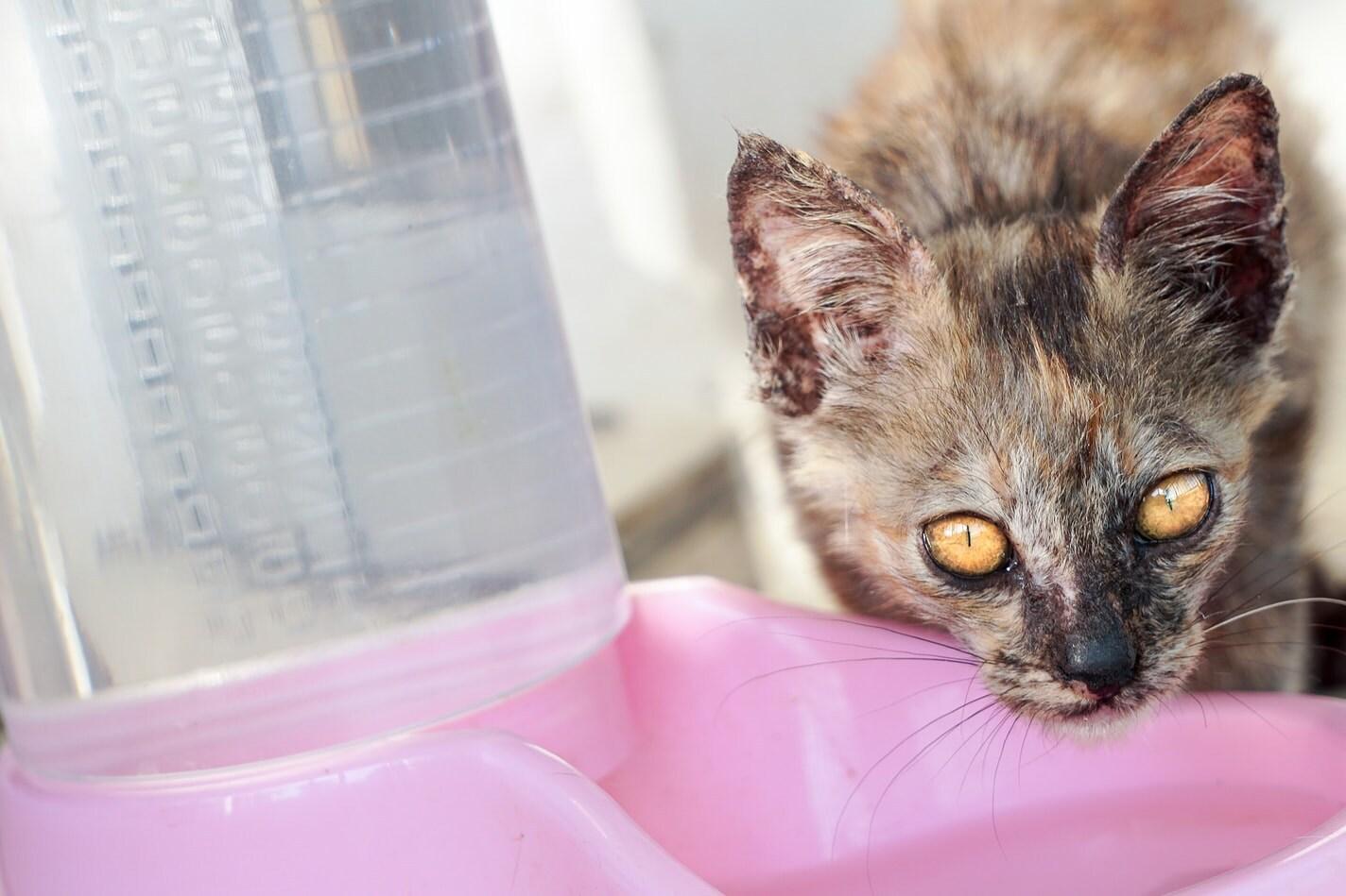 חתול מנוקד שותה מקערת מים וורודה