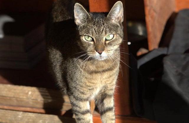 Striped barn cat with green eyes