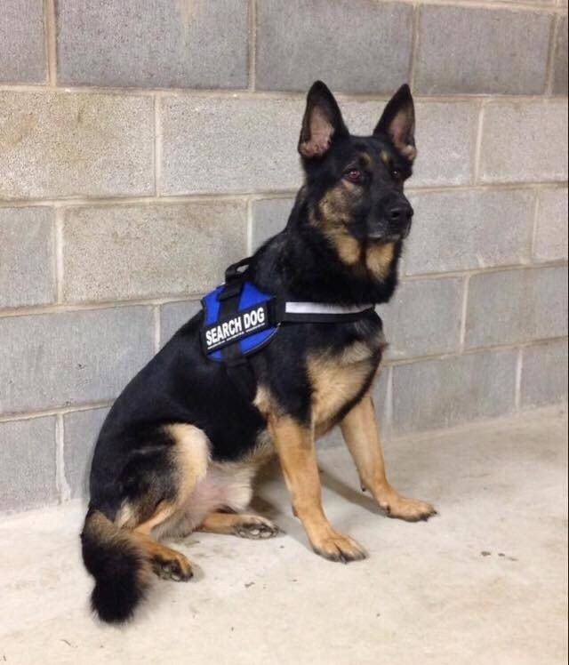 Mostly black German shepherd in rescue vest poses for picture