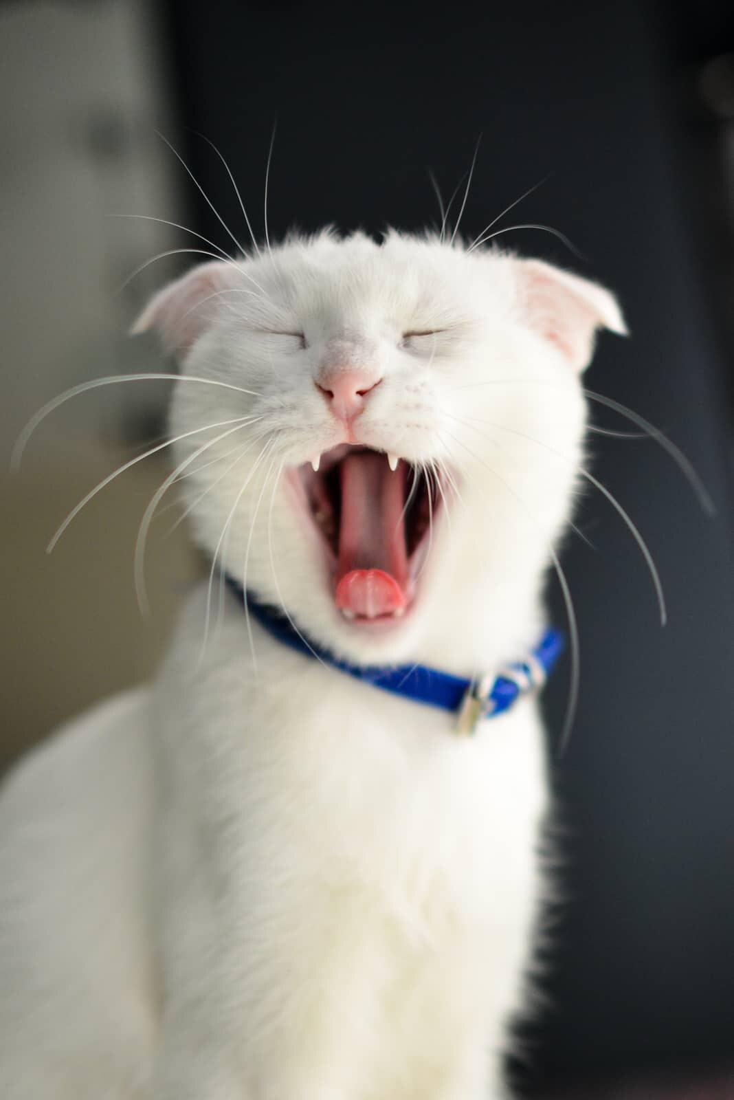 חתול גינגי יושב בארגז חול ומסתכל למצלמה.