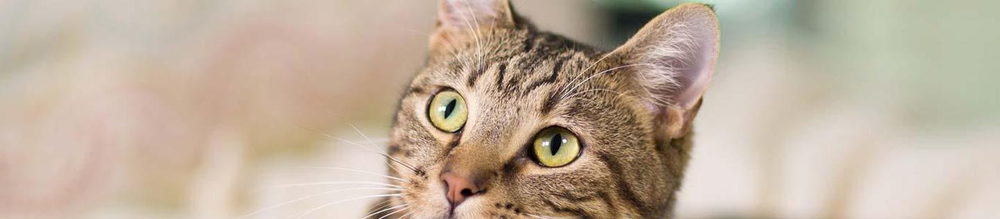 חתול חום עם קולר כחול שמביט למעלה עם עיניים ירוקות