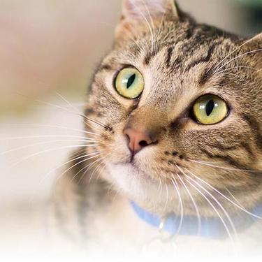 חתול חום עם קולר כחול שמביט למעלה עם עיניים ירוקות