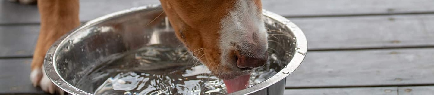 כלב שותה מים מקערת מתכת.