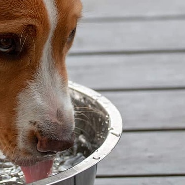 כלב שותה מים מקערת מתכת.