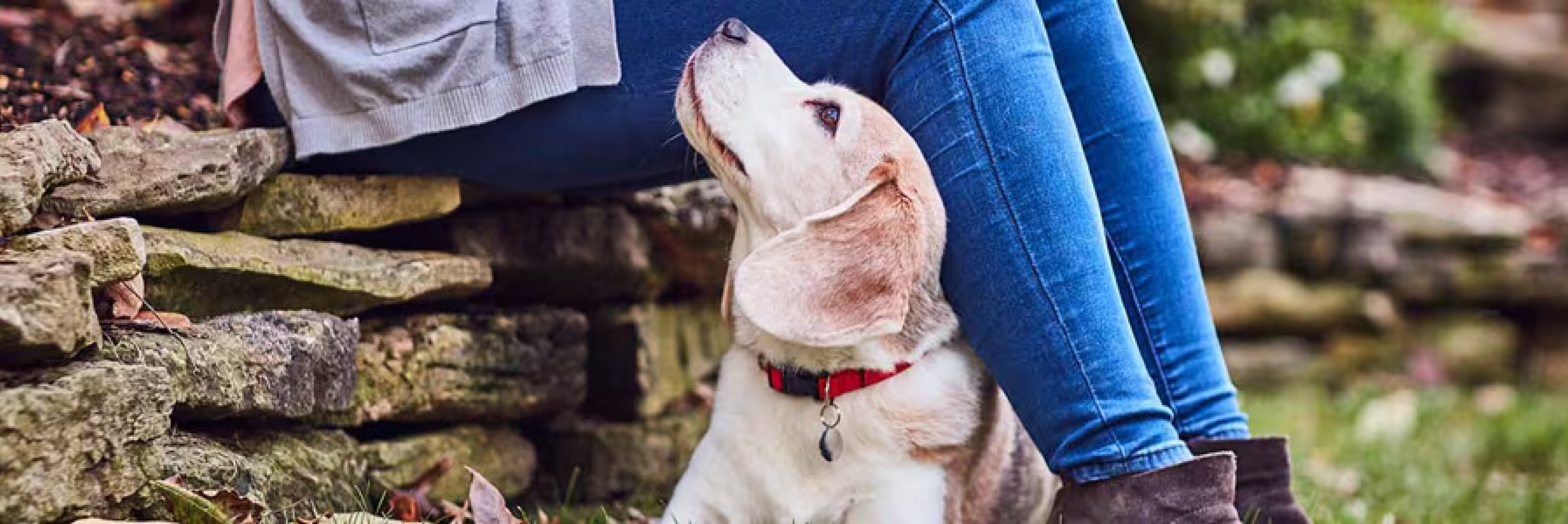 Dog looking lovingly at owner