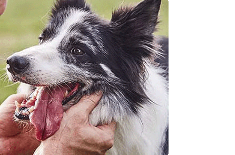 Border Collie gets scritches