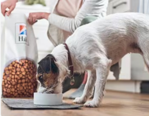 כלב אוכל מזון כלבים של הילס