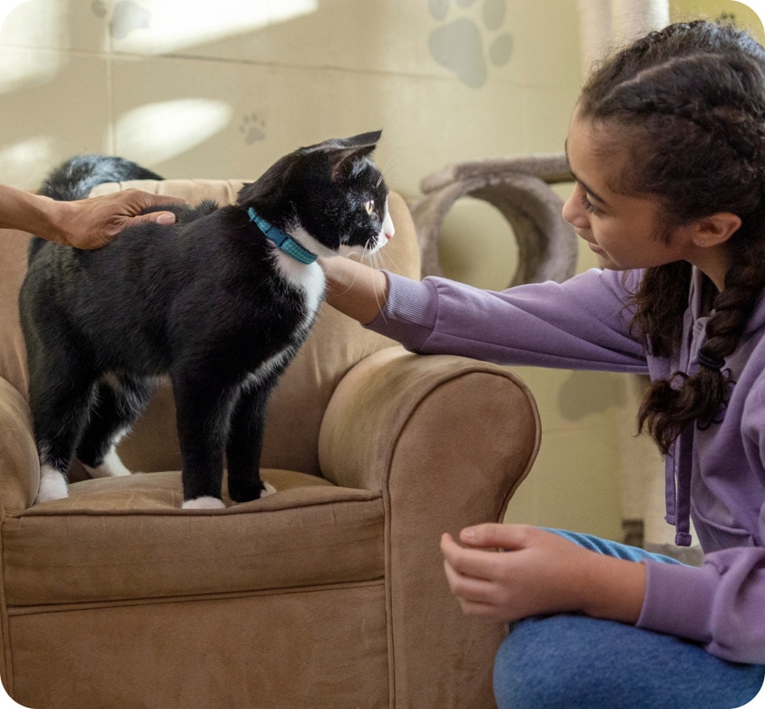 pet parent stroking a black cat with white features