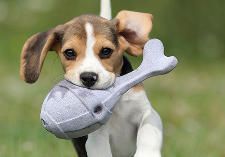 גור רץ ונושא צעצוע בפה שלו.