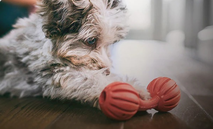 גור שחור-לבן מביט בצעצוע