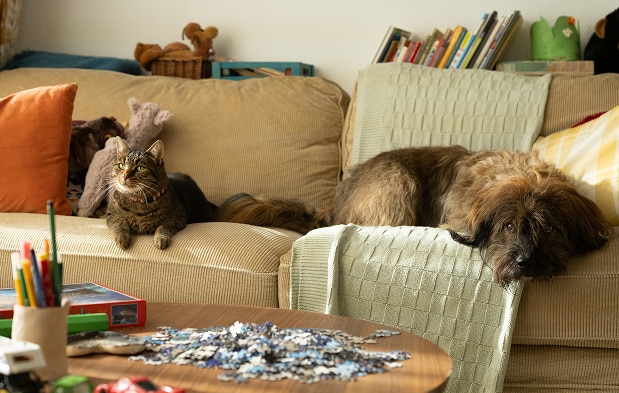 Katt og hund slapper av i en sofa