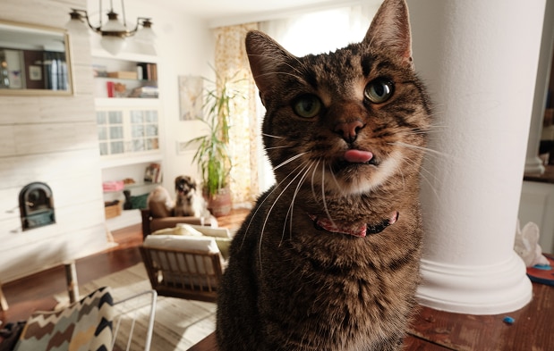 Katt som venter på maten sin