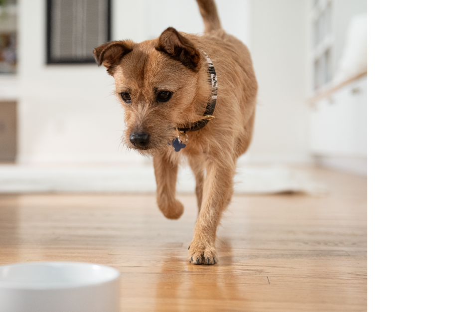 כלב קטן חום מסתובב