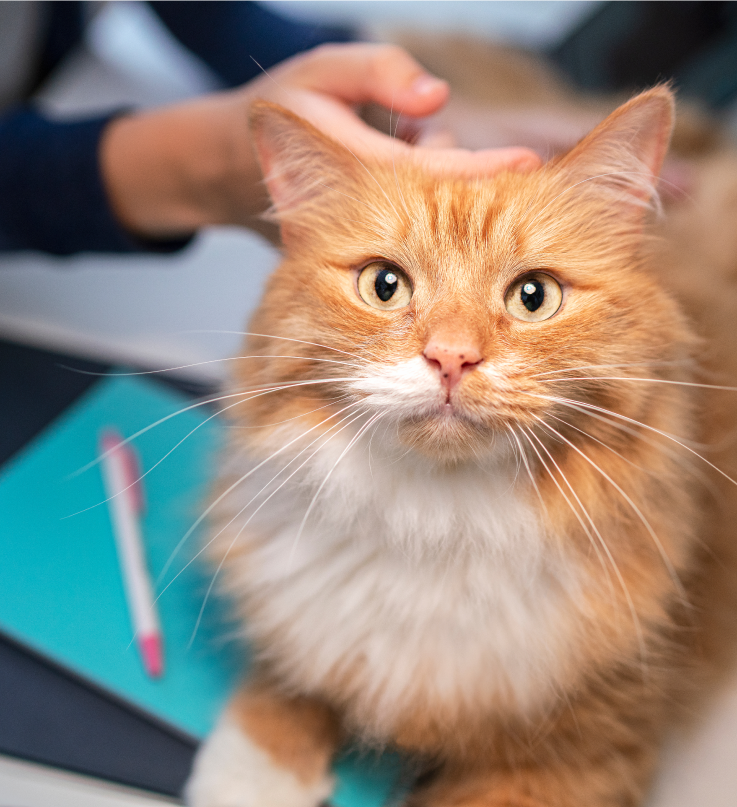 חתול בצבע חום מסתכל למעלה